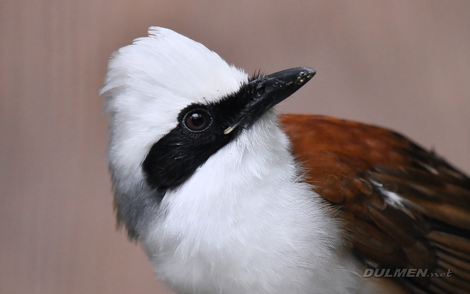 White-crested laughingthrush (Garrulax leucolophus)